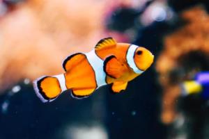 2022年世界杯亚洲区预选赛中国赛程，国足的崛起与挑战世界杯亚洲区预选赛中国赛程